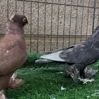 حمام زينة - زوج أوزبك