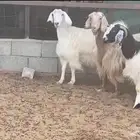 معزاء مصريات