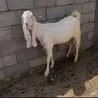 عنز خصم