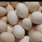 مطلوب بيض مخصب اكثر من50 طبق