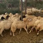رخال رفيدي من 680