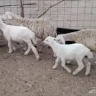 غنم خلفات مراح واحد