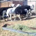 5 نعاج للبيع