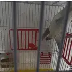 ذكر كويكر سنوايت