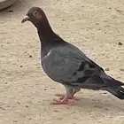 حمام زينه وكش