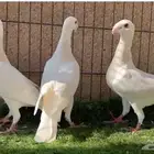 نوادر الحمام - خمس حبات هومر ليمون