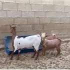 غنم قزمي