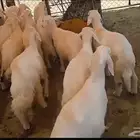 غنم