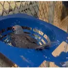 يمام ماسي جملة