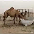ناقه ساحليه خلفه طول وجرم