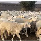 رخال حريات طيبه