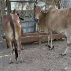 بقر بلدي للبيع