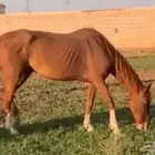 فرس شعبية شيخه