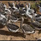 وز عراقي