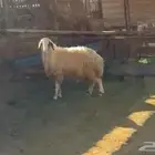 شاه دافع شرط فوق 4 شهور