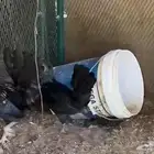 دجاج بياض