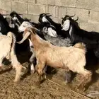 تيوس عوارض وحبش شحم
