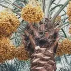 للبيع ثمر 600 نخلة سكري وعدد قليل من النوايع