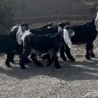 تم البيع
