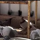 حايل حمام للبيع زاجل وسلفر
