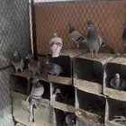 حمام زاجل وزينه