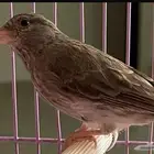 بيع طائر حسون ( قري الطائفي )