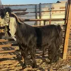 فحل عارضي كفو للبيع