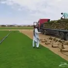 للبيع نجيله عشب اخضر طبيعي