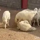 ذبايح خرفان