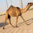 مفروده صفرا