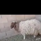 غنم نعيم