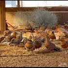 للبيع قطاء