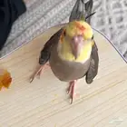 كروان اليف