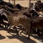 طليان سواكن حمري السعر 880