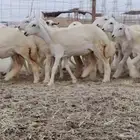 رخال مراح واحد