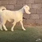 جفره مصريه بيضاء ( جماء )
