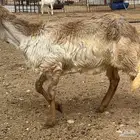 رخل سواكنيه خصم