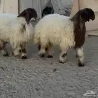 جذعات نعيم صنف