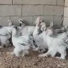 براهما كونك العملاق