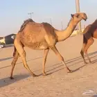 لقيه صفراعبدانيه