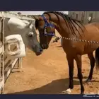 حصان شعبي