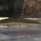 سمكة آكلة طحالب