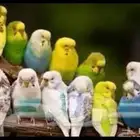 المطلوب بادجي جمله