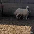 حريه ثنيه خلفه