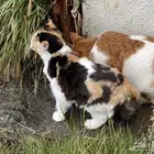 قطين مفقودين بالشفاء(طريق وادى خماس) من يجدهم له مكافاءه