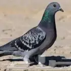 حمام