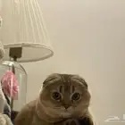 سكوتش فولد للبيع