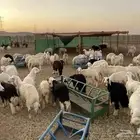 تيوس حريات عوارض طليان