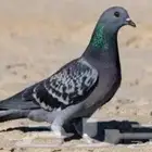 حمام للبيع تواصل خاص