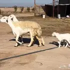 للبيع غنم ولد صغار سن كفو تمم البيع.